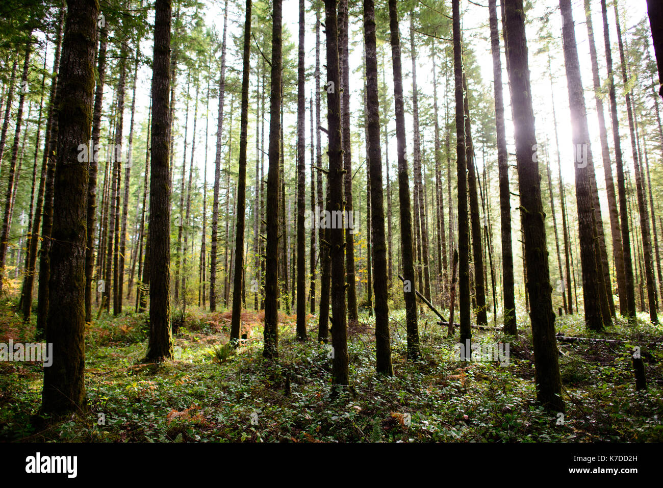 Ruhiger Blick auf die Bäume auf Mima Mounds natürliche Umgebung zu erhalten Stockfoto