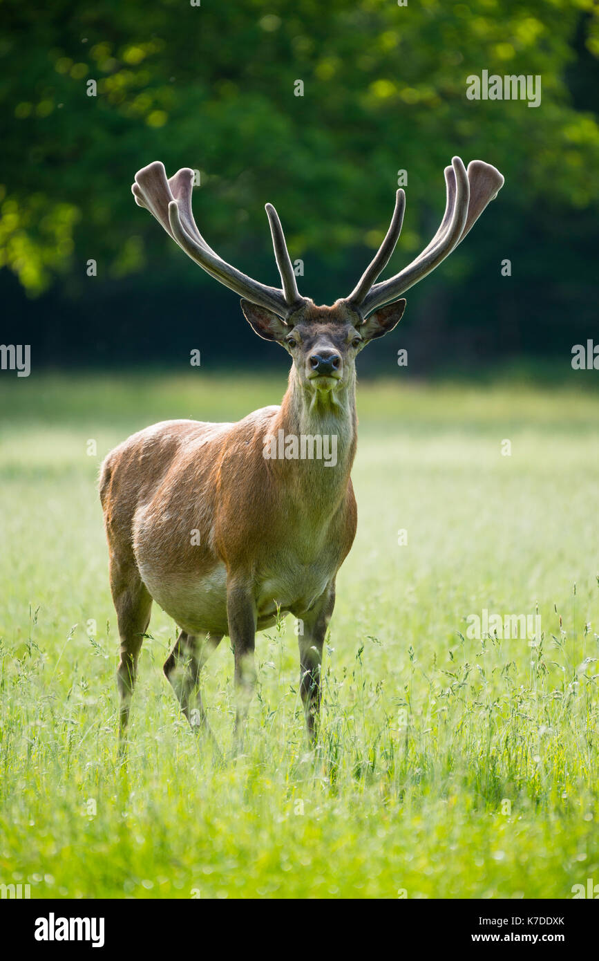 Red Deer (Cervus elaphus) mit Bastgeweih, Kolben Hirsch, Captive, Deutschland Stockfoto