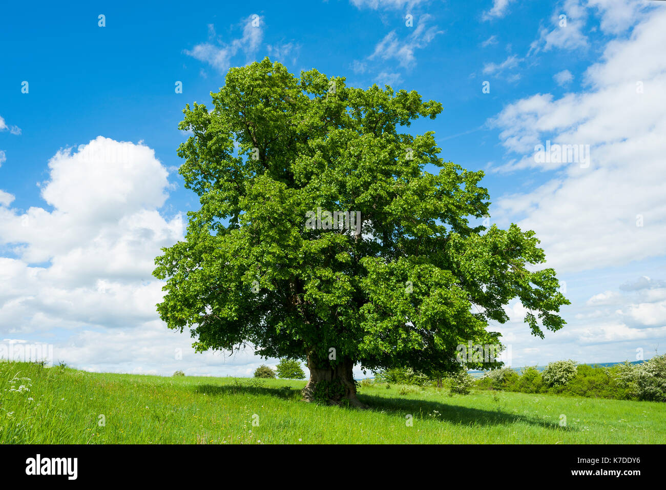 Alte großblättrige Linde (Tilia platyphyllos), einsamer Baum, 400 Jahre alt, Thüringen, Deutschland Stockfoto