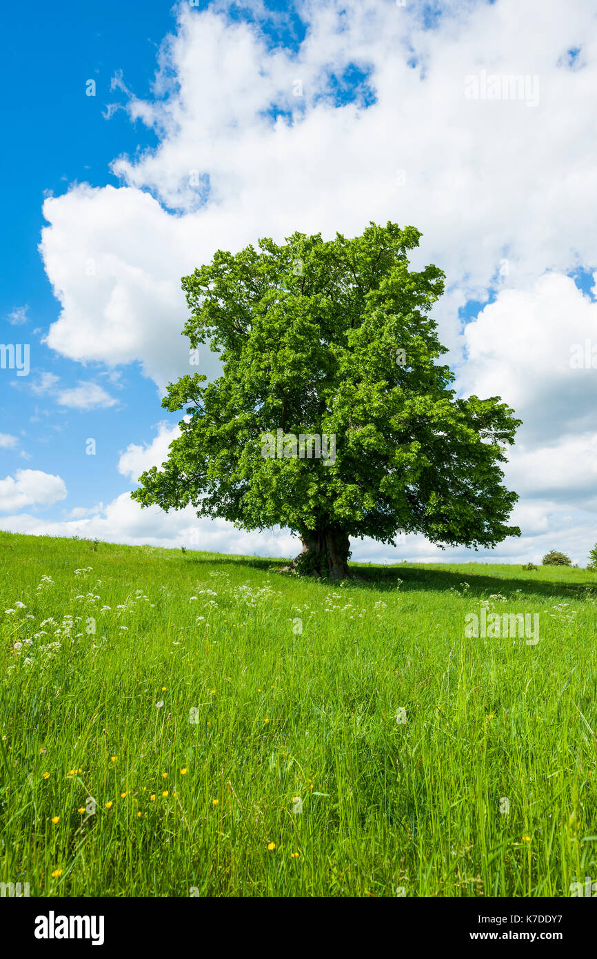 Alte großblättrige Linde (Tilia platyphyllos), einsamer Baum, 400 Jahre alt, Thüringen, Deutschland Stockfoto