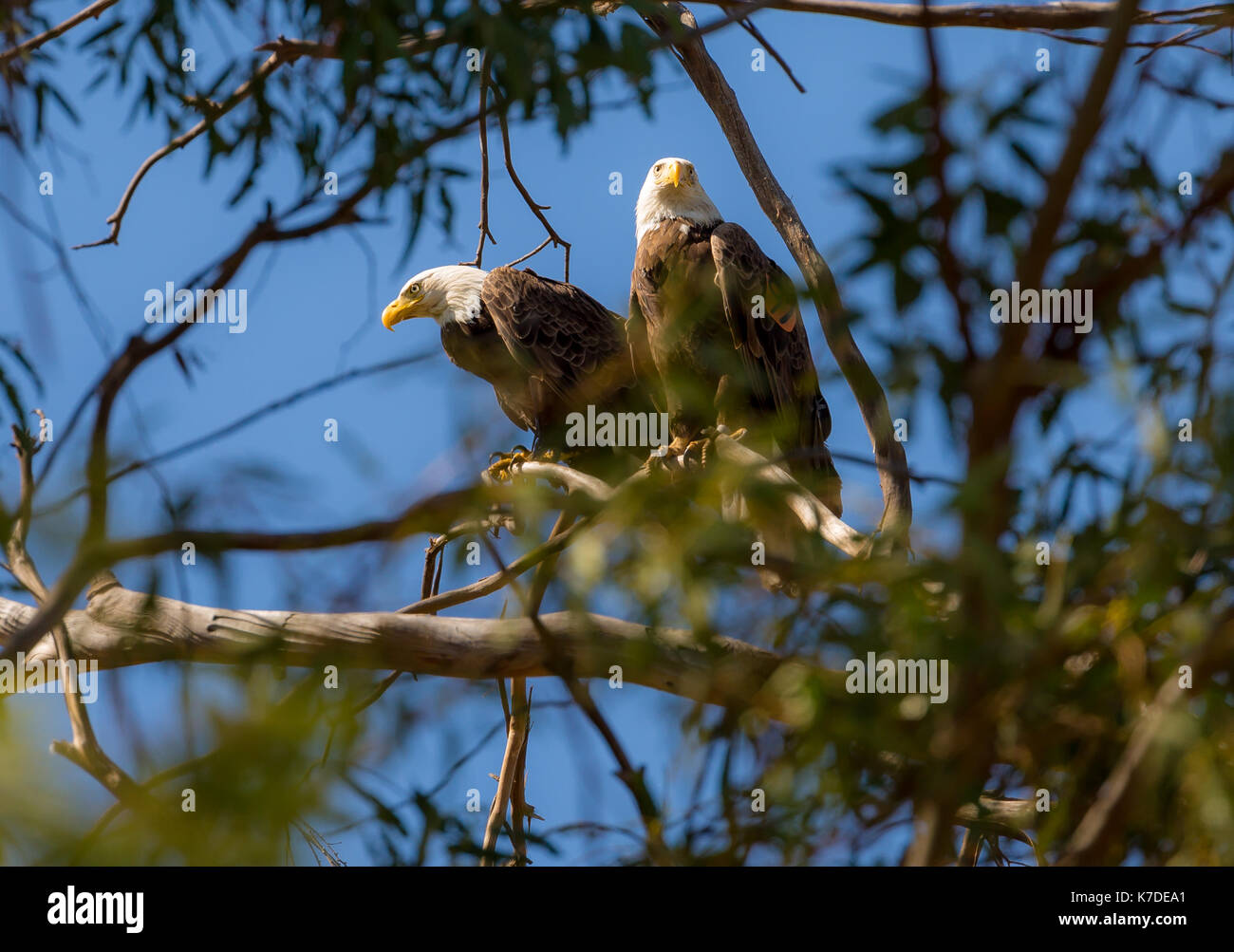 Steckverbinderpaar Weißkopfseeadler Stockfoto