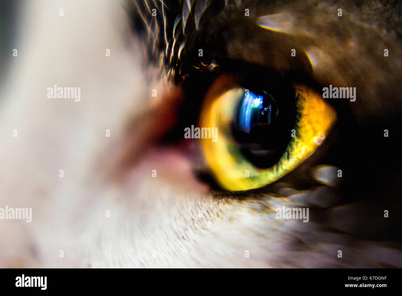 In der Nähe von Cat's gelbe Auge Stockfoto