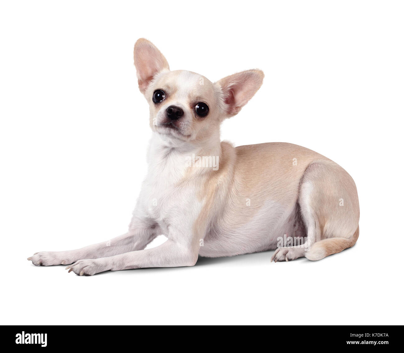 Chihuahua Hund auf Weiß isoliert Stockfoto