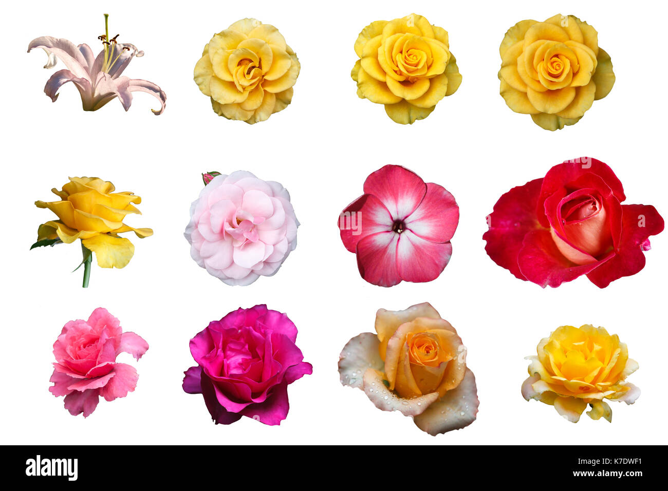 Reihe von schönen bunten Blumen auf weißem Hintergrund Stockfotografie