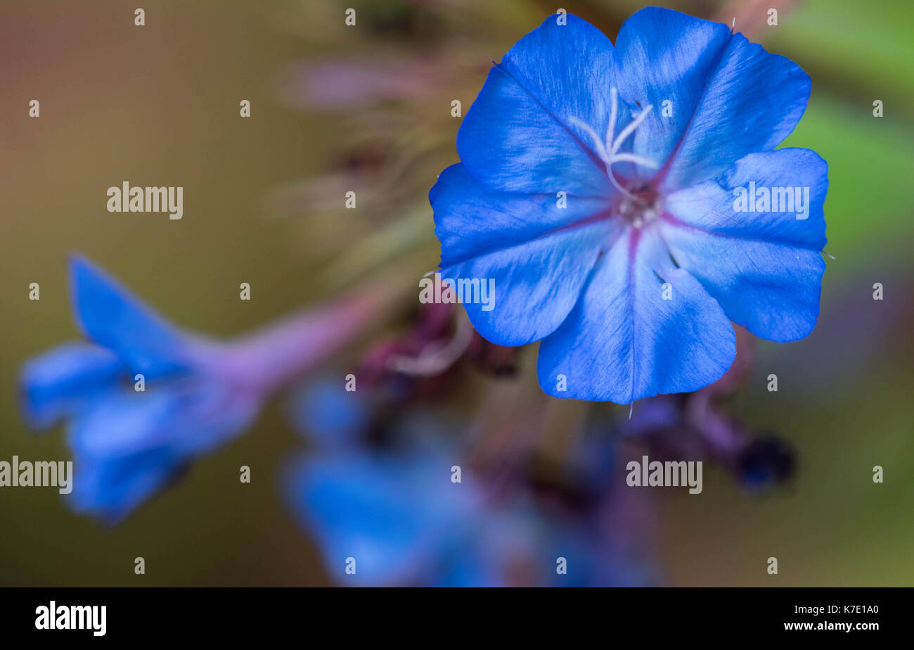 Makro Fotografie von einem immergrünen Alkanet Stockfoto