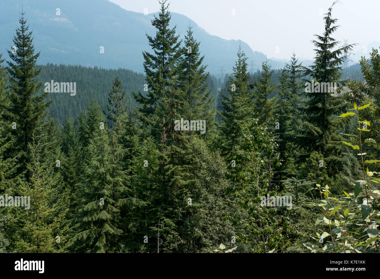 See kaches Washington State Naturpark wüste Bäume Wasser landschaftliche Schönheit Kunst pnw Pazifischen Nordwesten immergrüner Baum shop Berge Felsen blaues Wasser Stockfoto