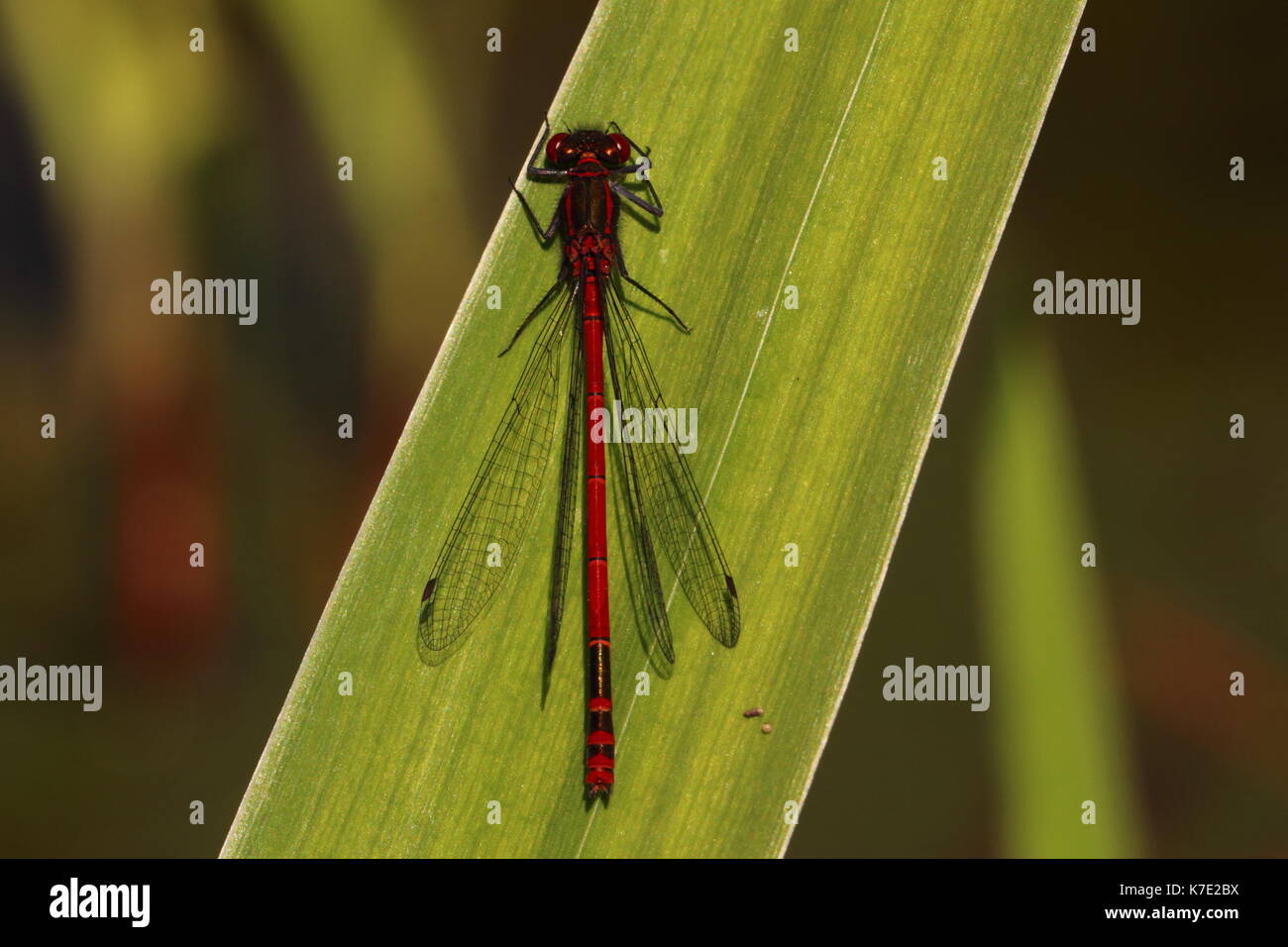 Große rote Damsellie, männlich Stockfoto