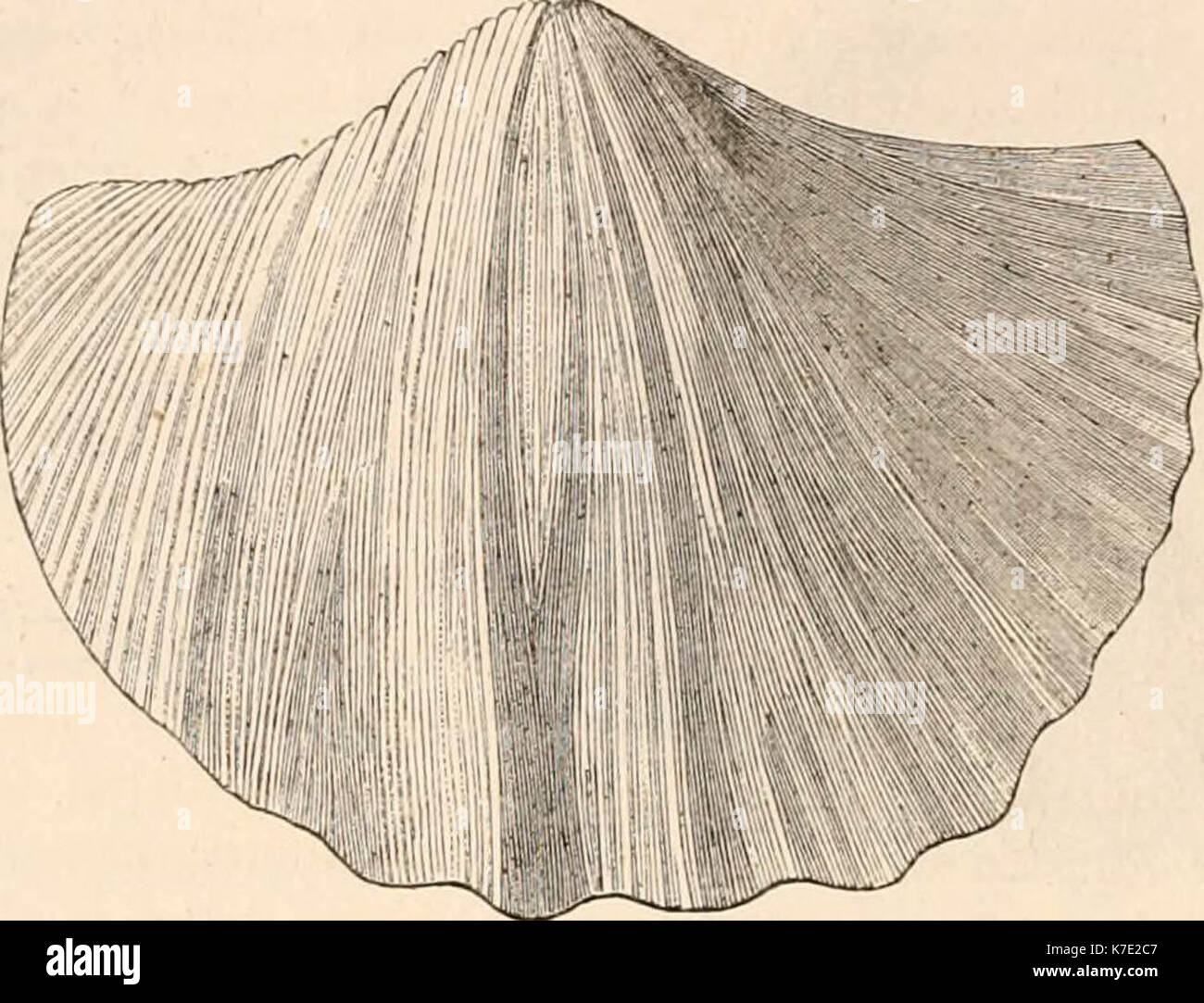 "Hardwicke's Science - Klatsch: Eine illustrierte Medium der Interchange und Klatsch für Studierende und Liebhaber der Natur" (1884) Stockfoto