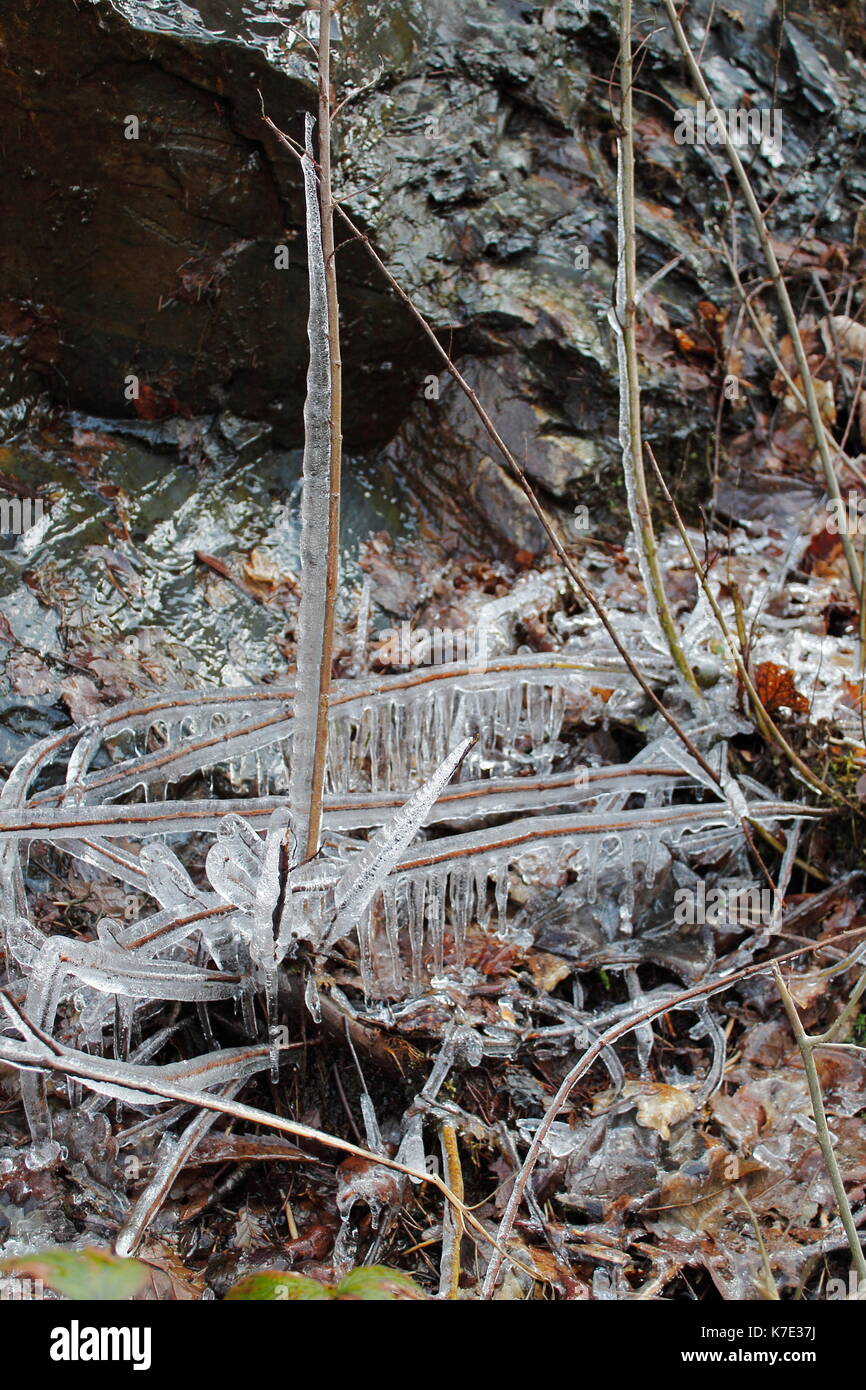 Pflanzen eingehüllt im Eis an einem eiskalten Wintertag Stockfoto