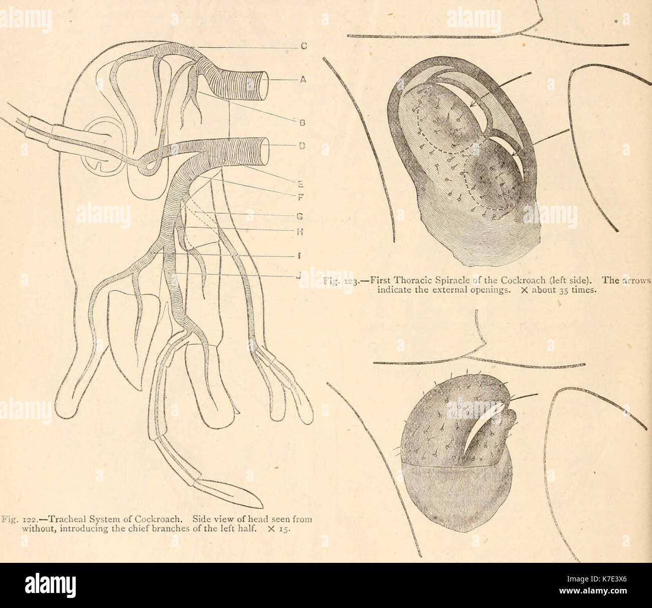 "Hardwicke's Science - Klatsch: Eine illustrierte Medium der Interchange und Klatsch für Studierende und Liebhaber der Natur" (1884) Stockfoto