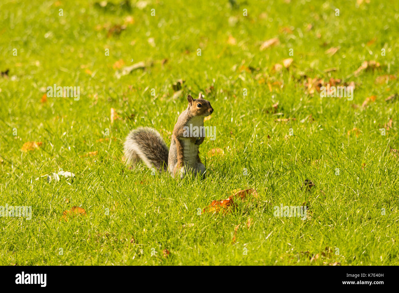 Augenkontakt mit einem entzückenden graue Eichhörnchen in einem Park. Stockfoto