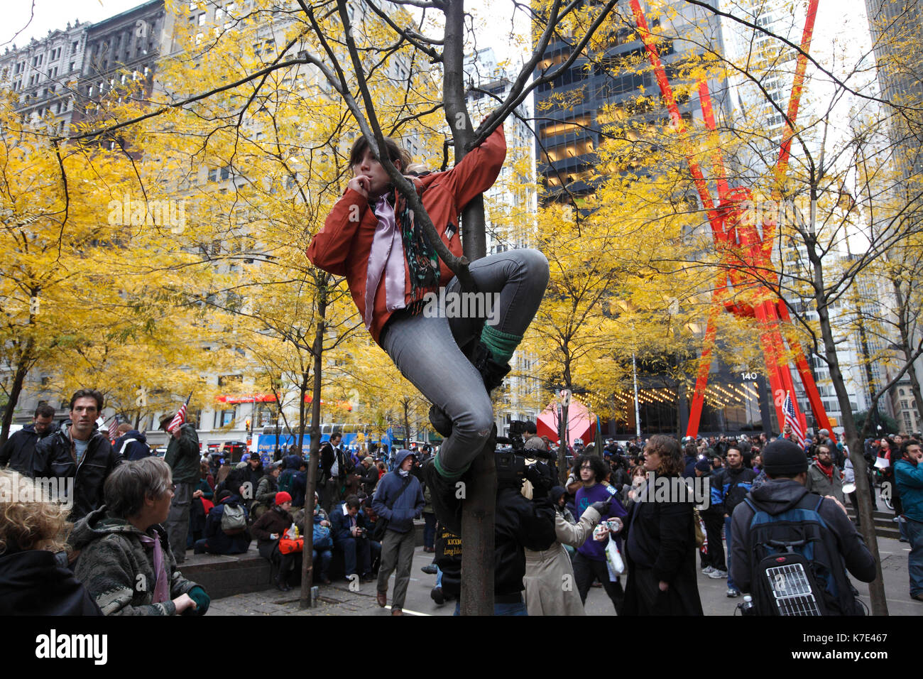 Ein Demonstrant klettert einen Baum an Zuccotti Park während der Besetzt die Wall Street März an der Wall Street in New York am 17. November 2011. Stockfoto