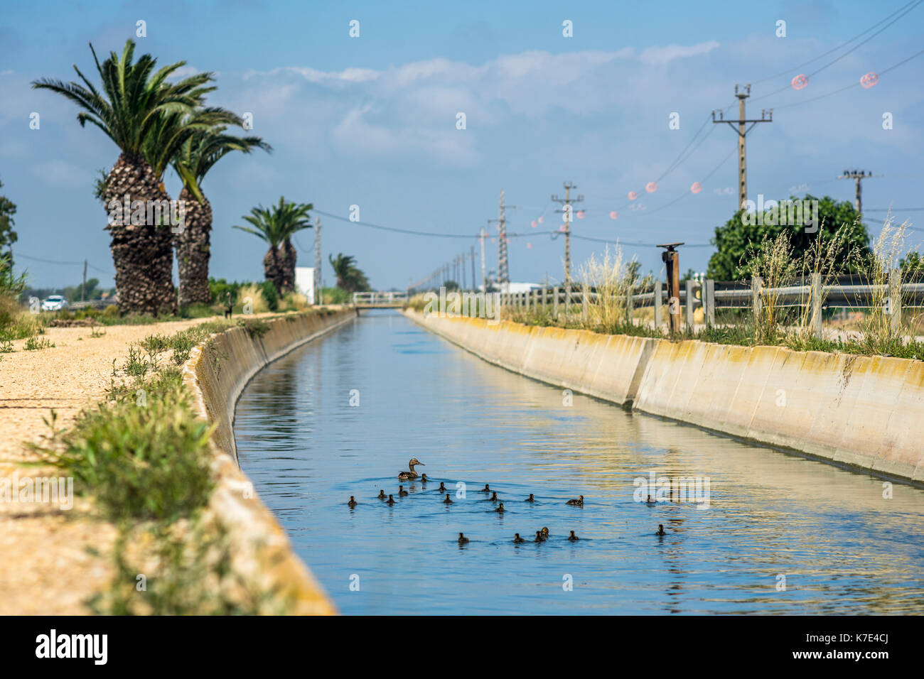 Entenküken mit Mutter Ente schwimmen im Bewässerungskanal. Stockfoto