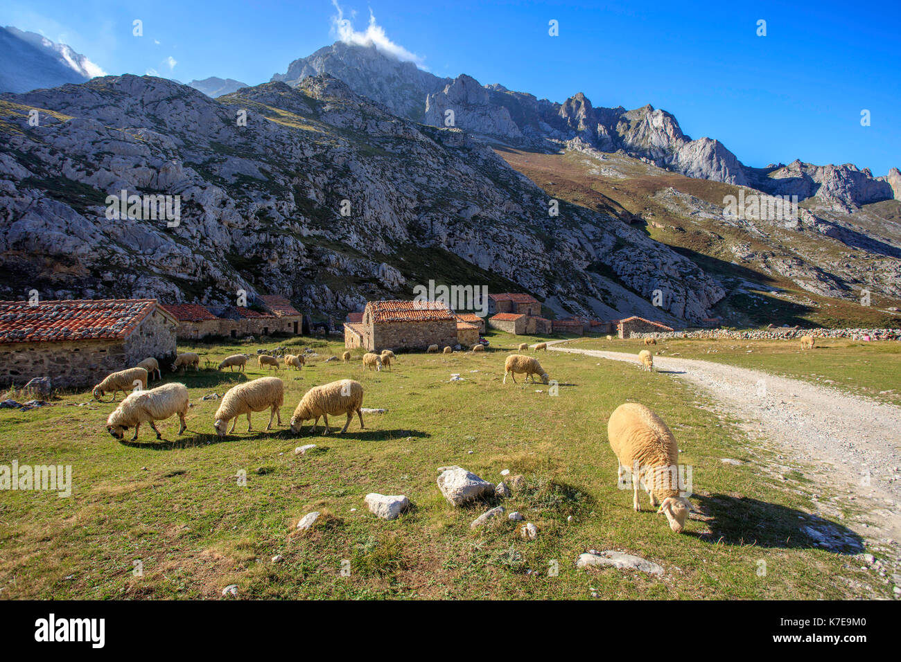 Schafe der den Berg Macizo Zentrale, Picos de Europa National Park. Asturien Spanien. Stockfoto
