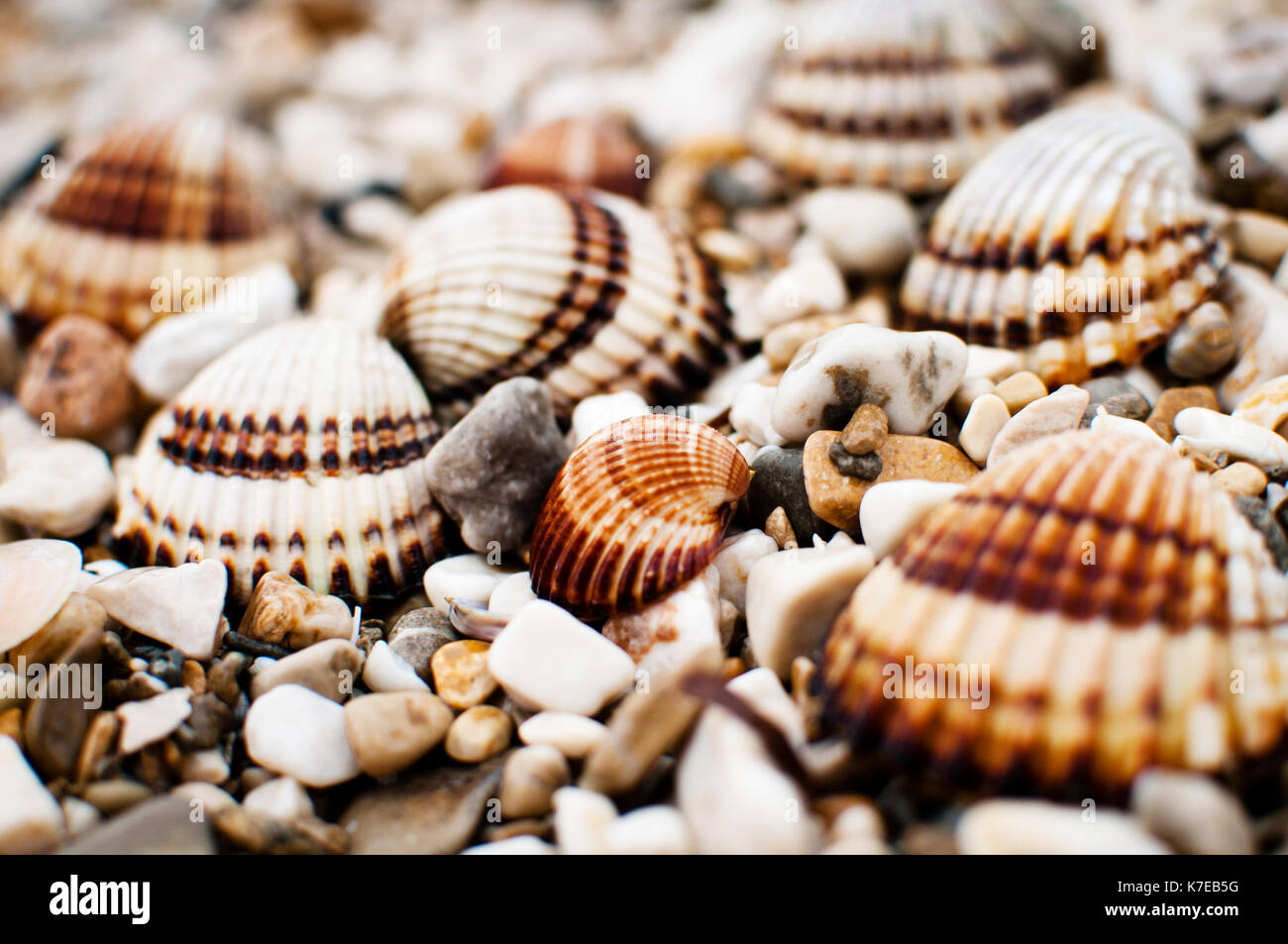 Muscheln auf Stein Strand in Kroatien Stockfoto