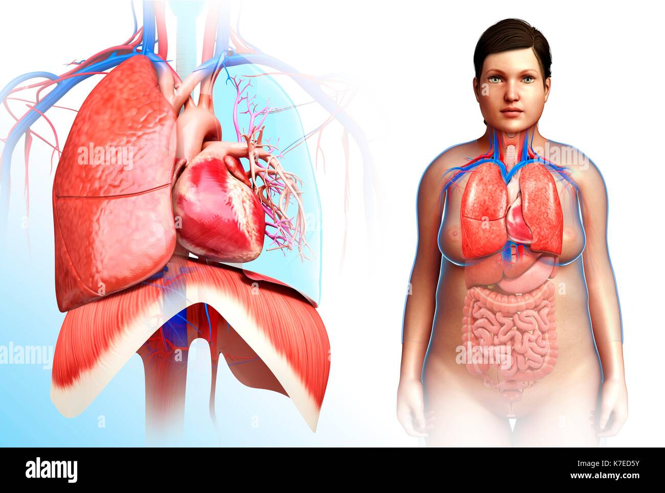 Darstellung der weiblichen Herz-Lungen-System. Stockfoto