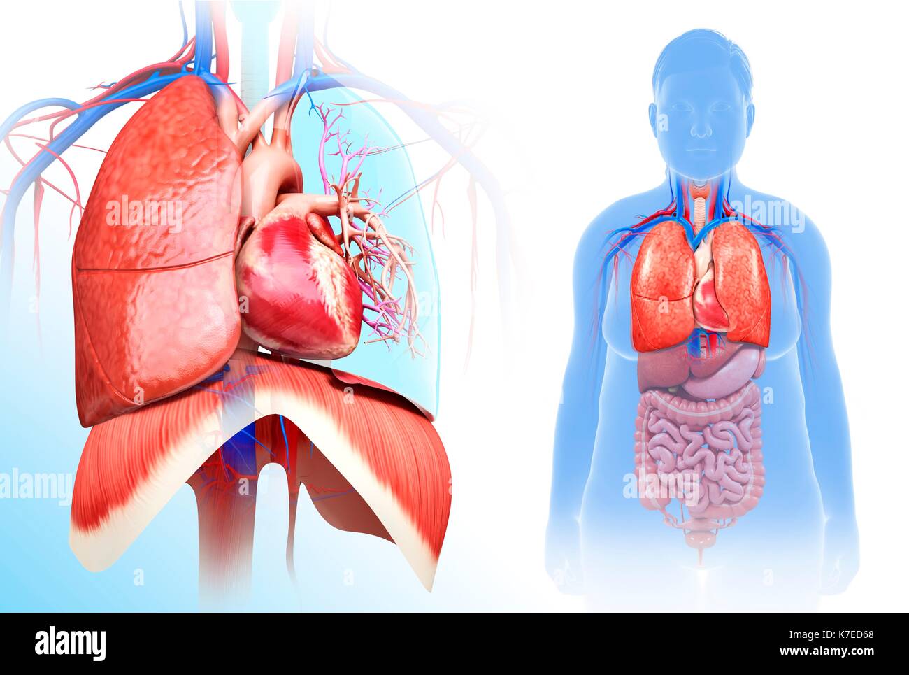 Weibliche Herz-lungen-System, Abbildung Stockfoto