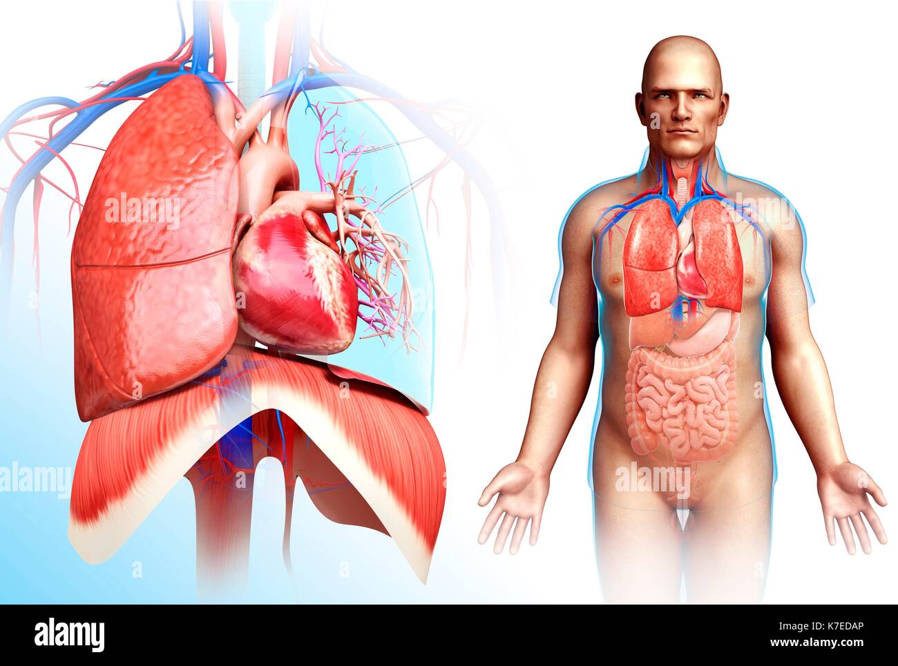 Darstellung der männlichen Herz-Lungen-System. Stockfoto