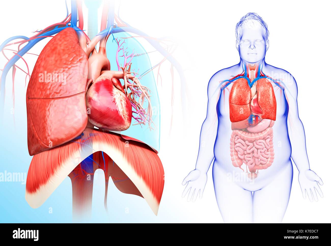 Darstellung der männlichen Herz-Lungen-System. Stockfoto