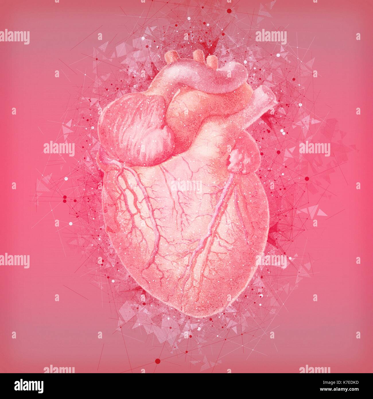 Menschliches Herz, Abbildung. Stockfoto
