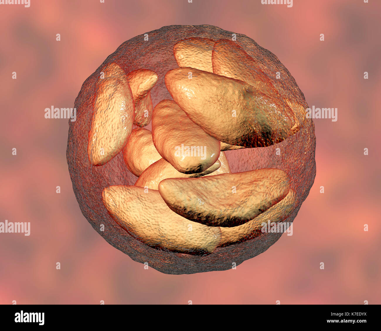 Toxoplasma gondii in bradyzoites Bühne in Zyste, computer Abbildung. T
