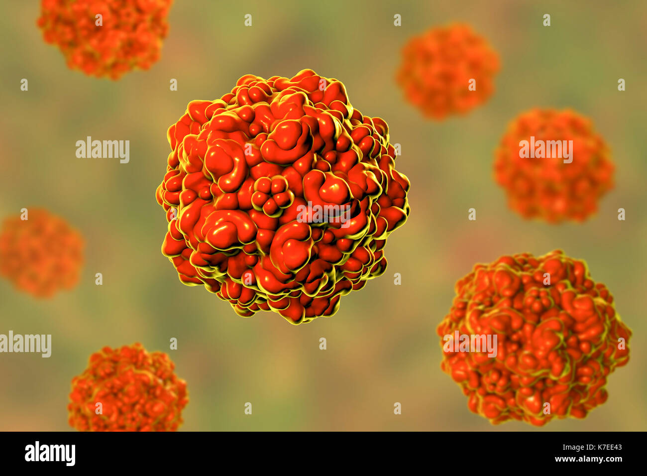 Schweine Parvovirus, computer Abbildung. Molekulares Modell für den Aufbau des capsid Protein (äußere Schicht) einer porcinen Parvovirus (Familie Pa Stockfoto