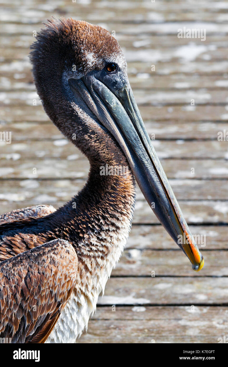 Pelikan close up Profil mit Details der Schnabel, Kopf, Augen, Hals. Hintergrund ist Holz- Dock Stockfoto