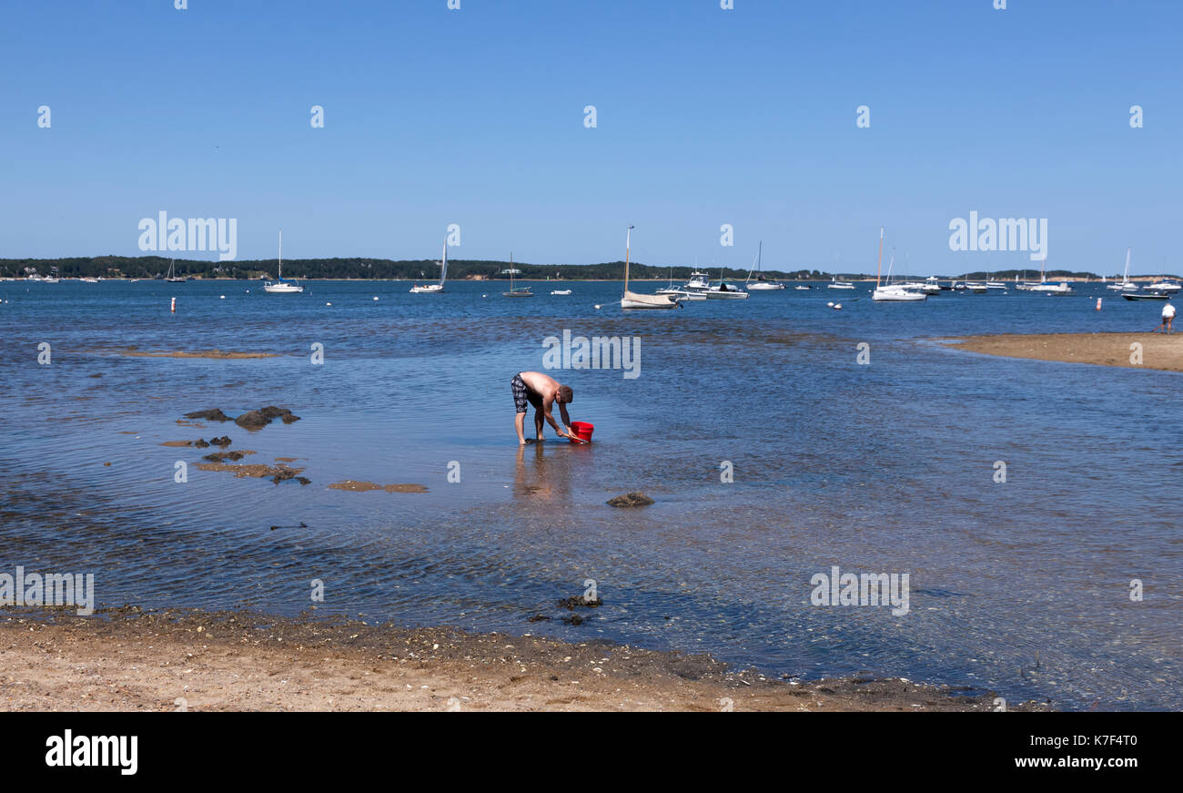 Mann, Muschel- und Austernzüchter Graben in angenehmen Bay Beach, Orleans, Massachusetts, Cape Cod. Stockfoto