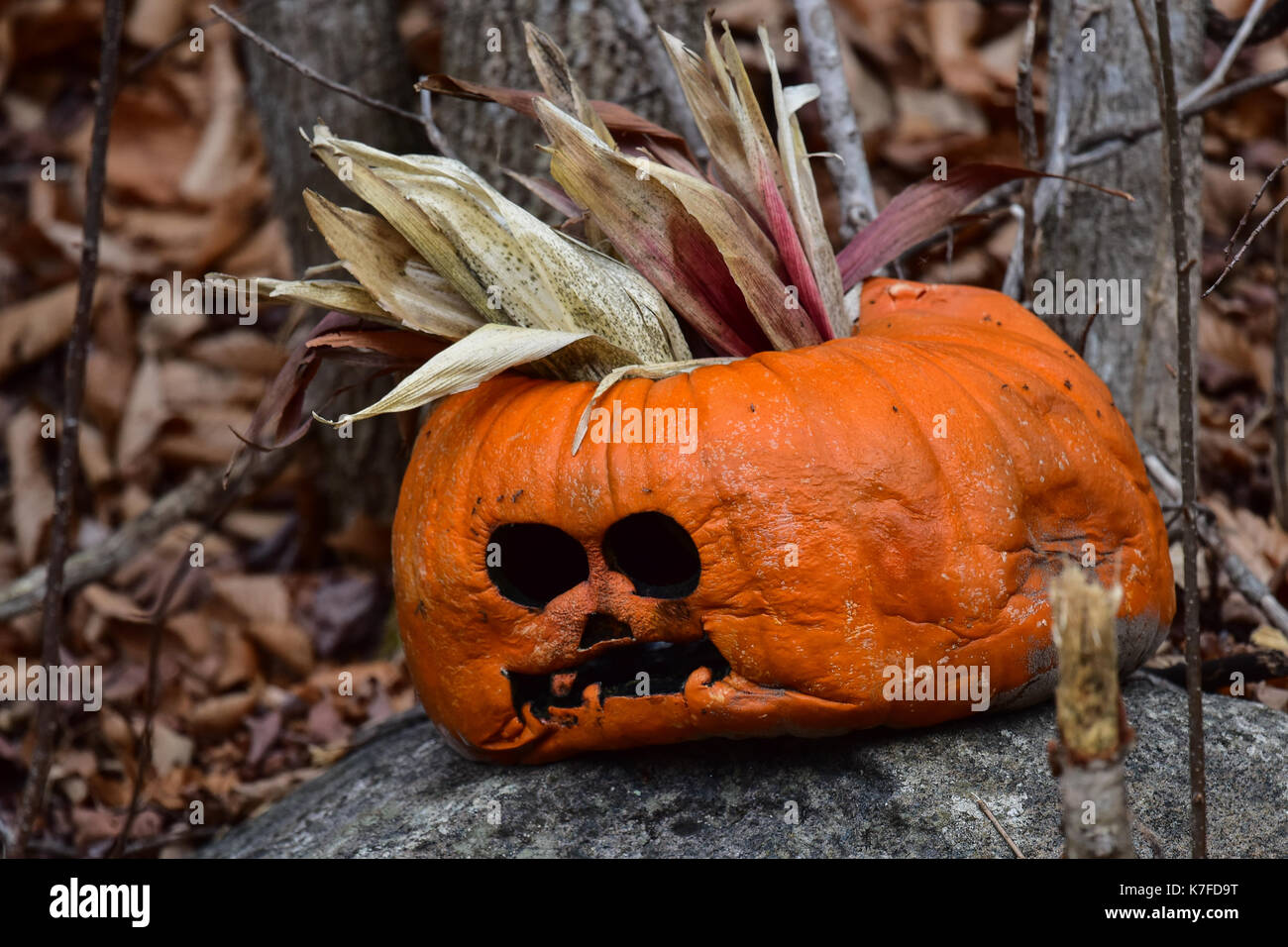 Verworfen Halloween Kürbis, Cucurbita pepo, sitzt auf einem Felsen im Wald. Stockfoto