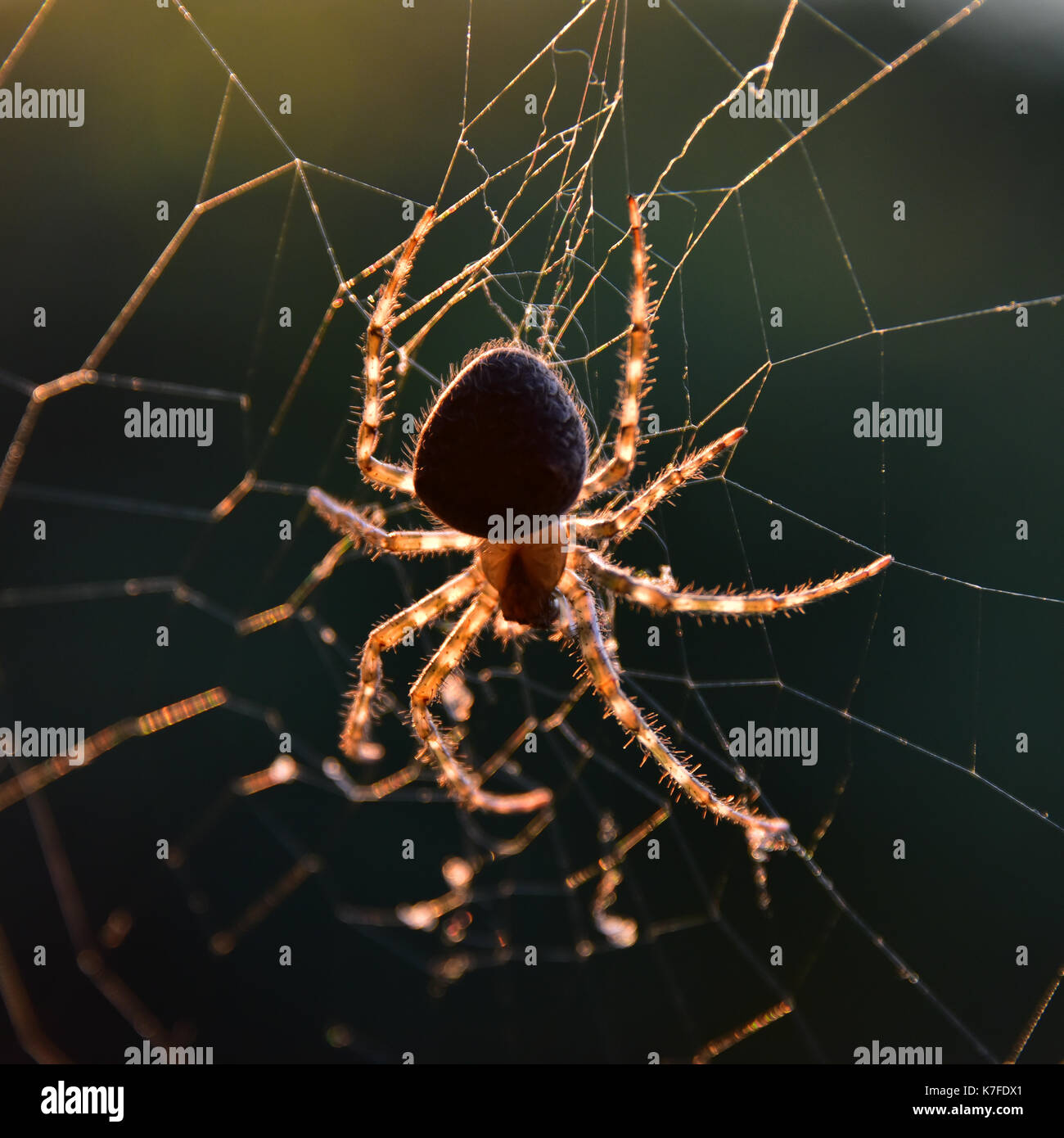 Beleuchtete Spinne sitzen auf dem Web. Stockfoto