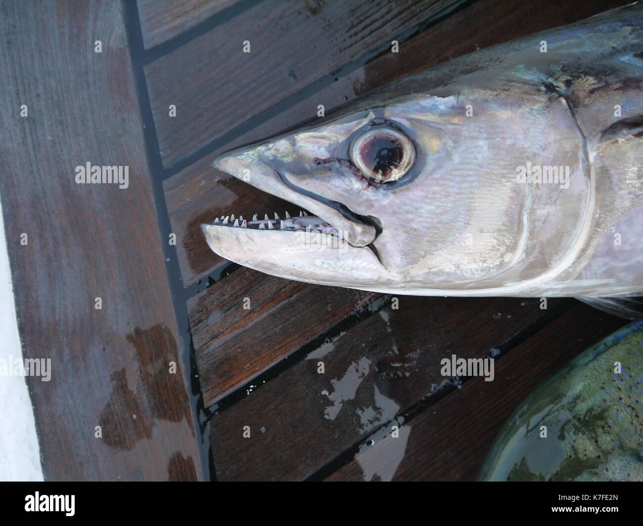 Fish Head Stockfoto