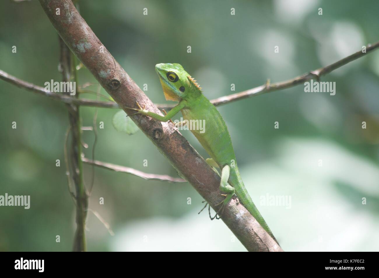 Grüne Eidechse Stockfoto