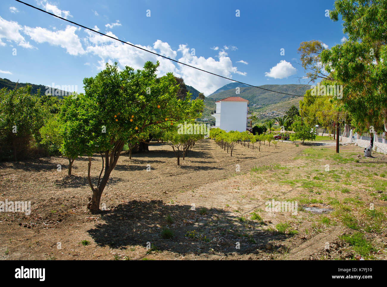 Orangenbäume in Ketelios in Kefalonia, Griechenland Stockfoto