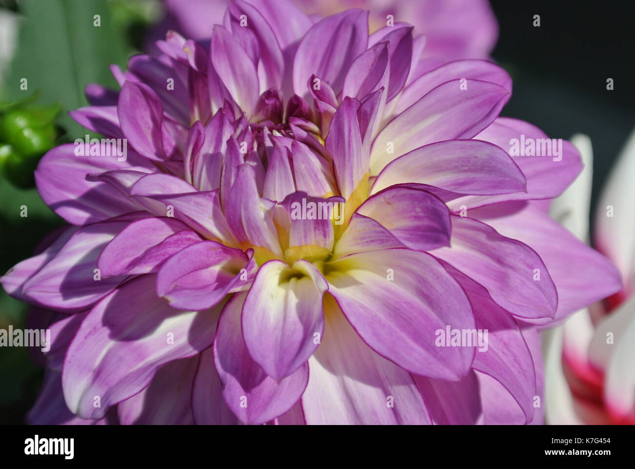 Garten Blume Stockfoto