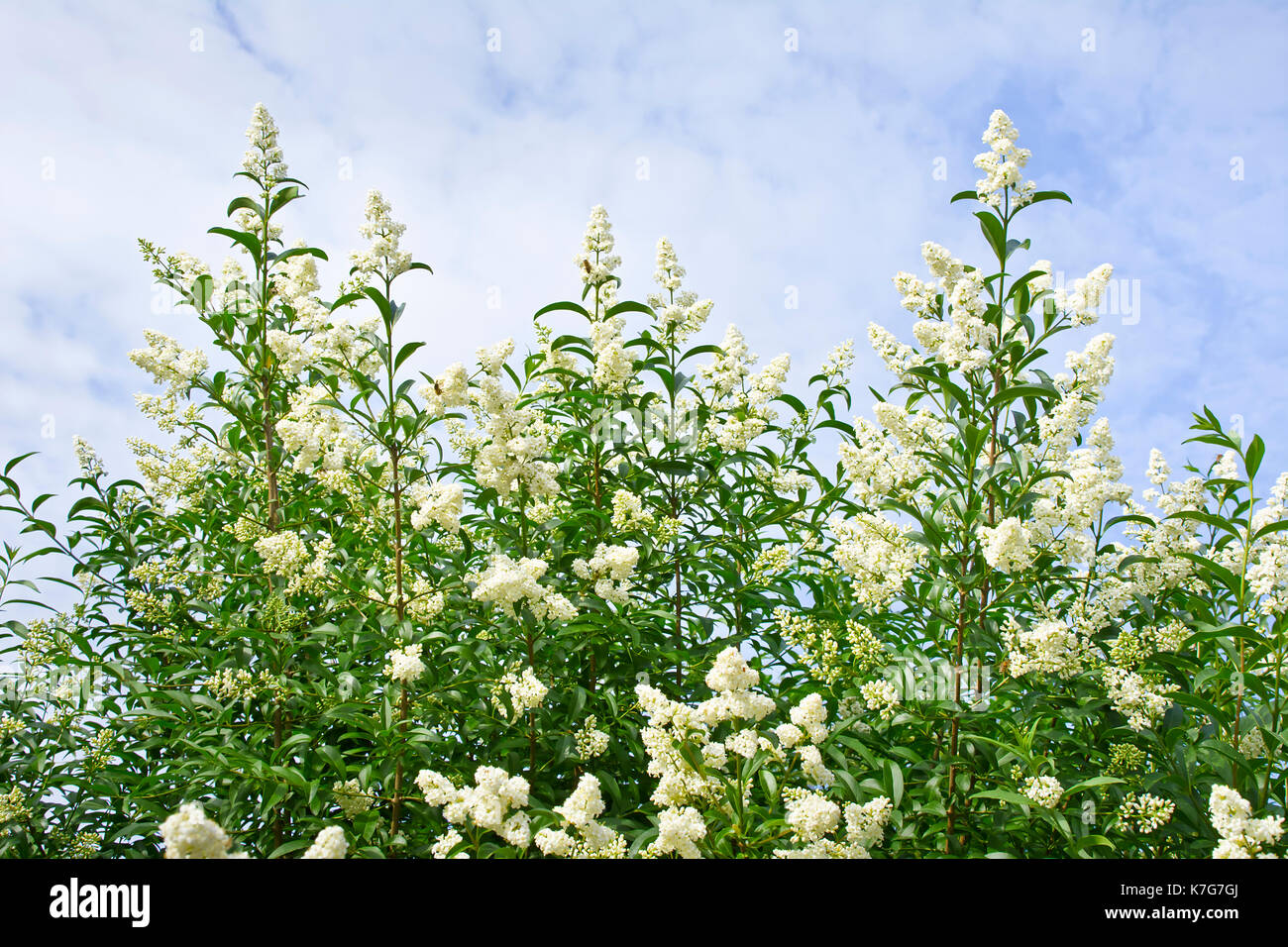 Strauch Liguster wei blhenden Frhling am Himmel mit Wolken  Stockfotografie - Alamy