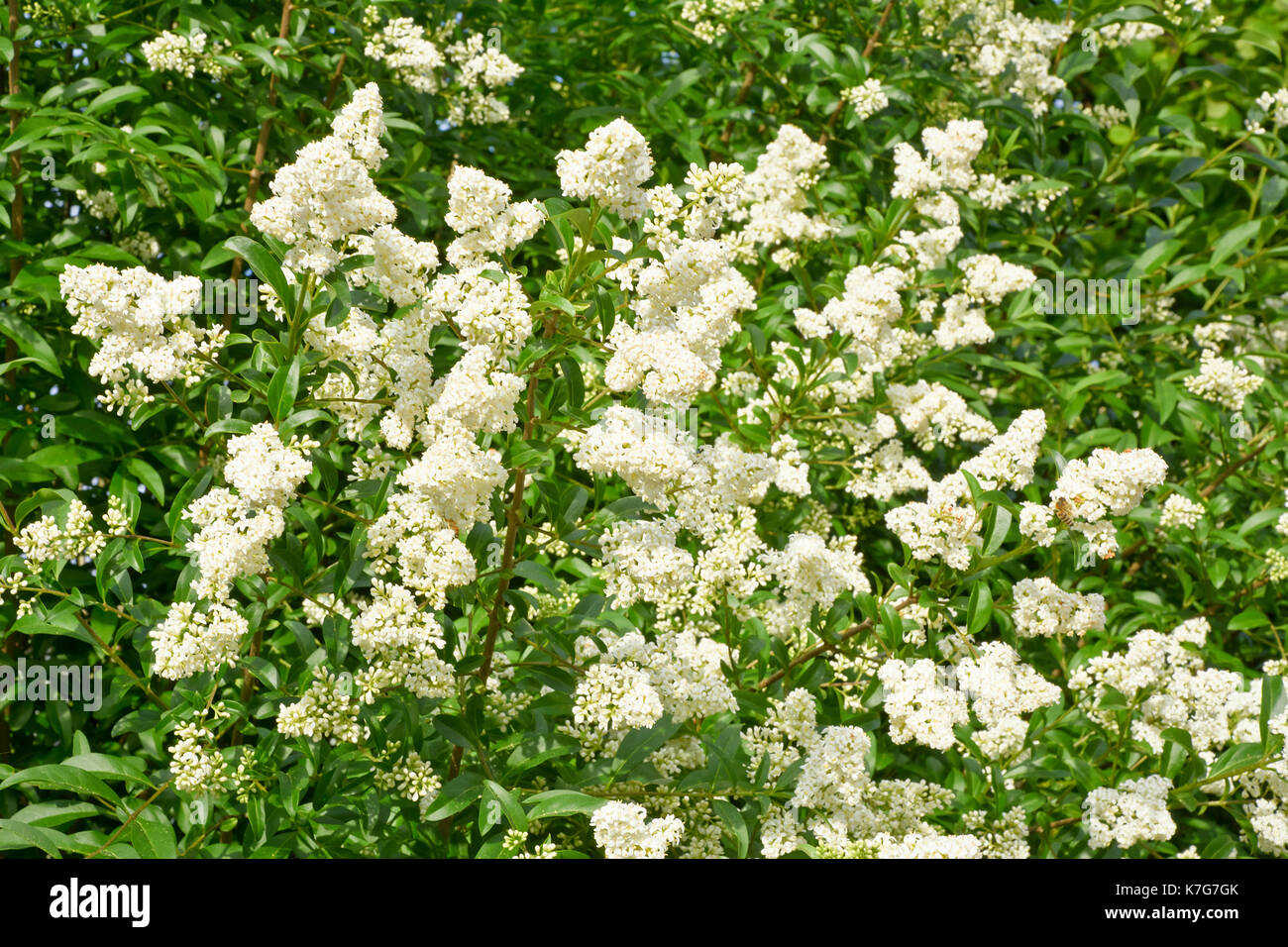 Hintergrund der weiß blühenden im Frühjahr bush Liguster. Stockfoto