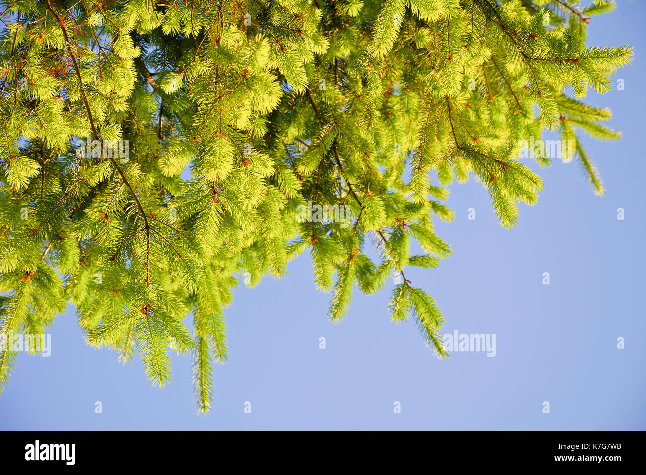Zweige der Tanne mit jungen Triebe gegen den Himmel. Tanne Zweigstellen, die von der Sonne beleuchtet. Stockfoto