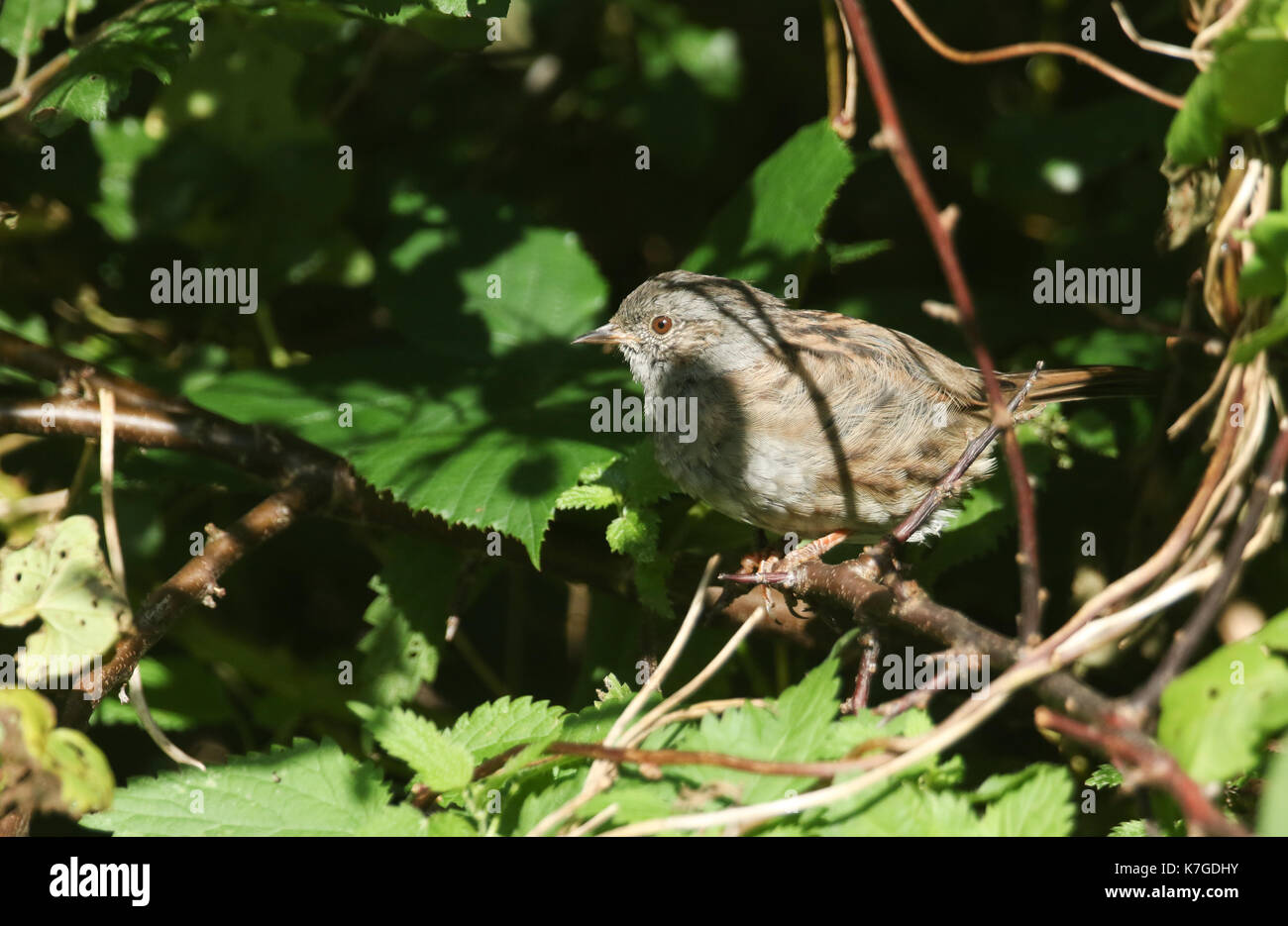 Ein Heckenspatz (Prunella modularis) versteckt sich im Unterholz. Stockfoto