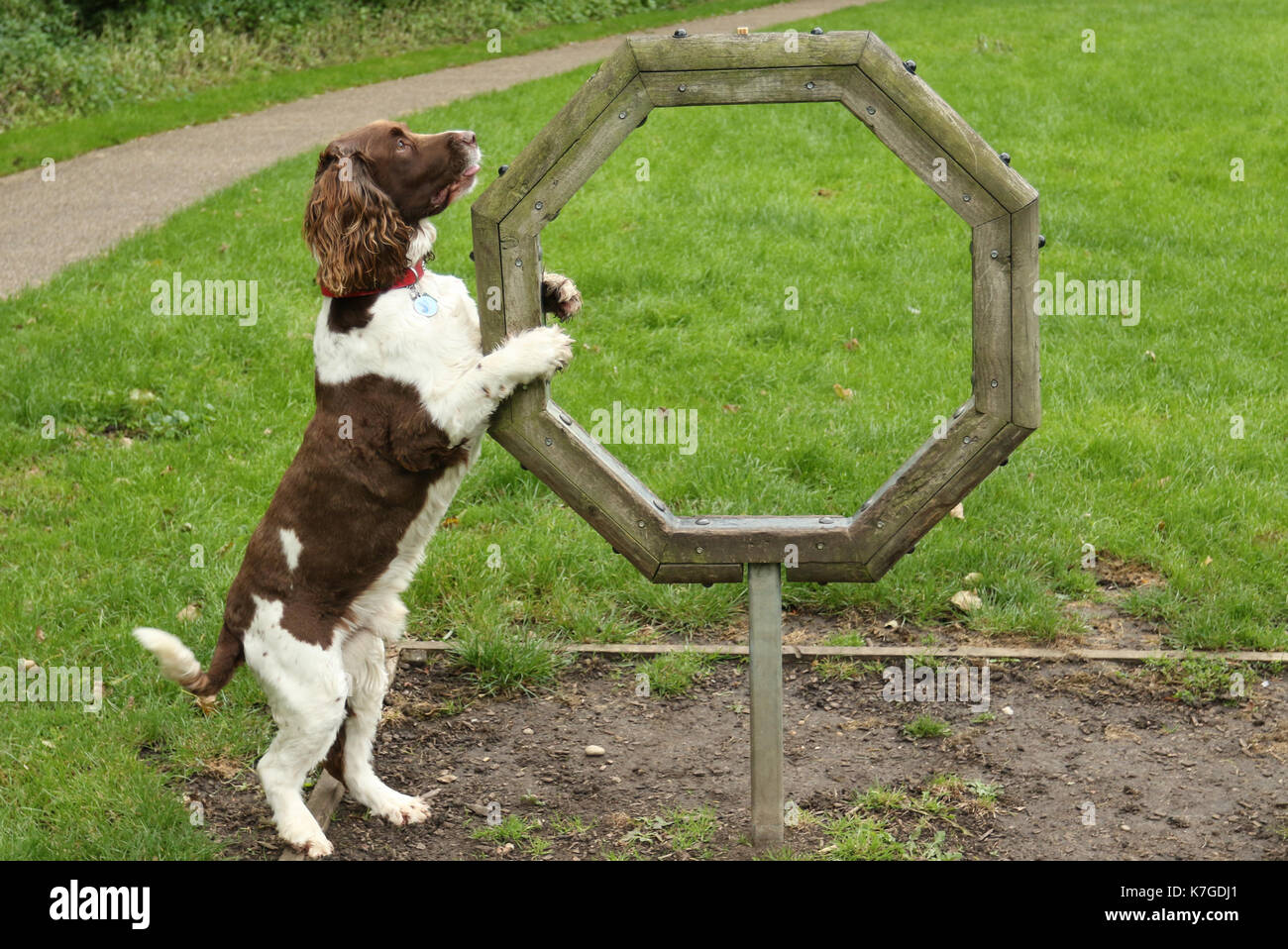 Ein süßer englischer Springer Spaniel Hund (Canis lupus familiaris) versucht Agilität. Er hat sich damit noch nicht wirklich auseinandergesetzt. Stockfoto