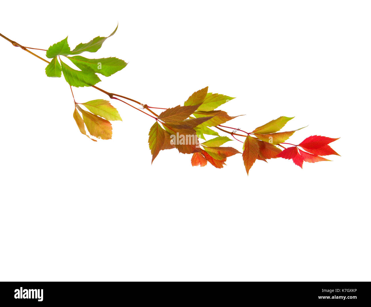 Zweig der Blätter im Herbst auf einem weißen Hintergrund. Parthenocissus Subtomentosa. studio Shot Stockfoto