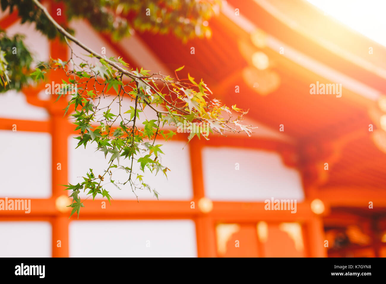 Schöne Sonne Licht am Fushimi Inari Schrein (Fushimi Inari Taisha) red-Japan schrein Tempel im Herbst Herbst Jahreszeit. Stockfoto