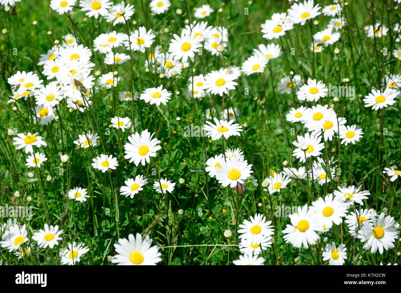 Daises im Feld Stockfoto