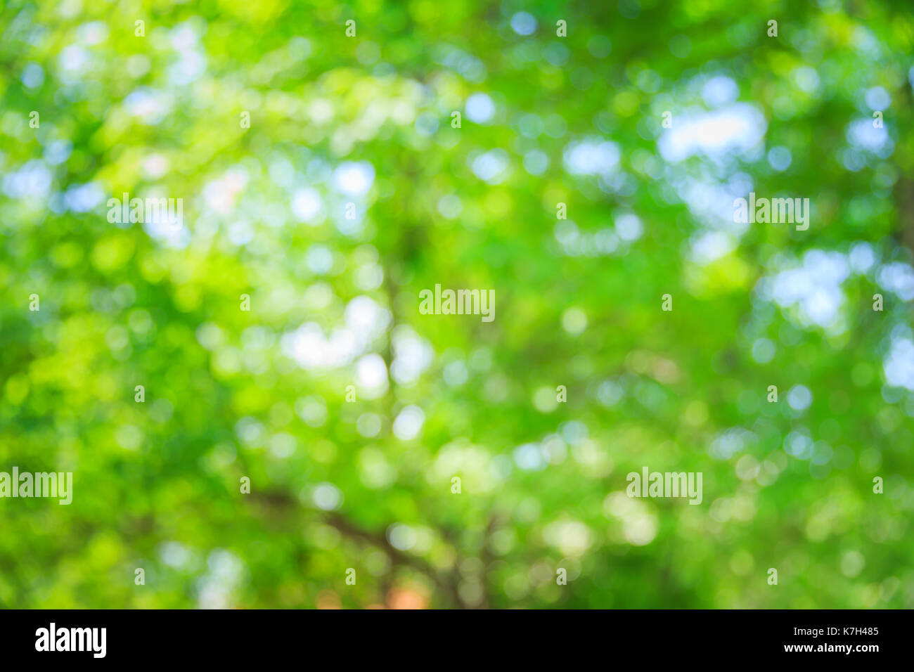 Blur grüner Baum Natur Sommer bokeh Hintergrund. Stockfoto