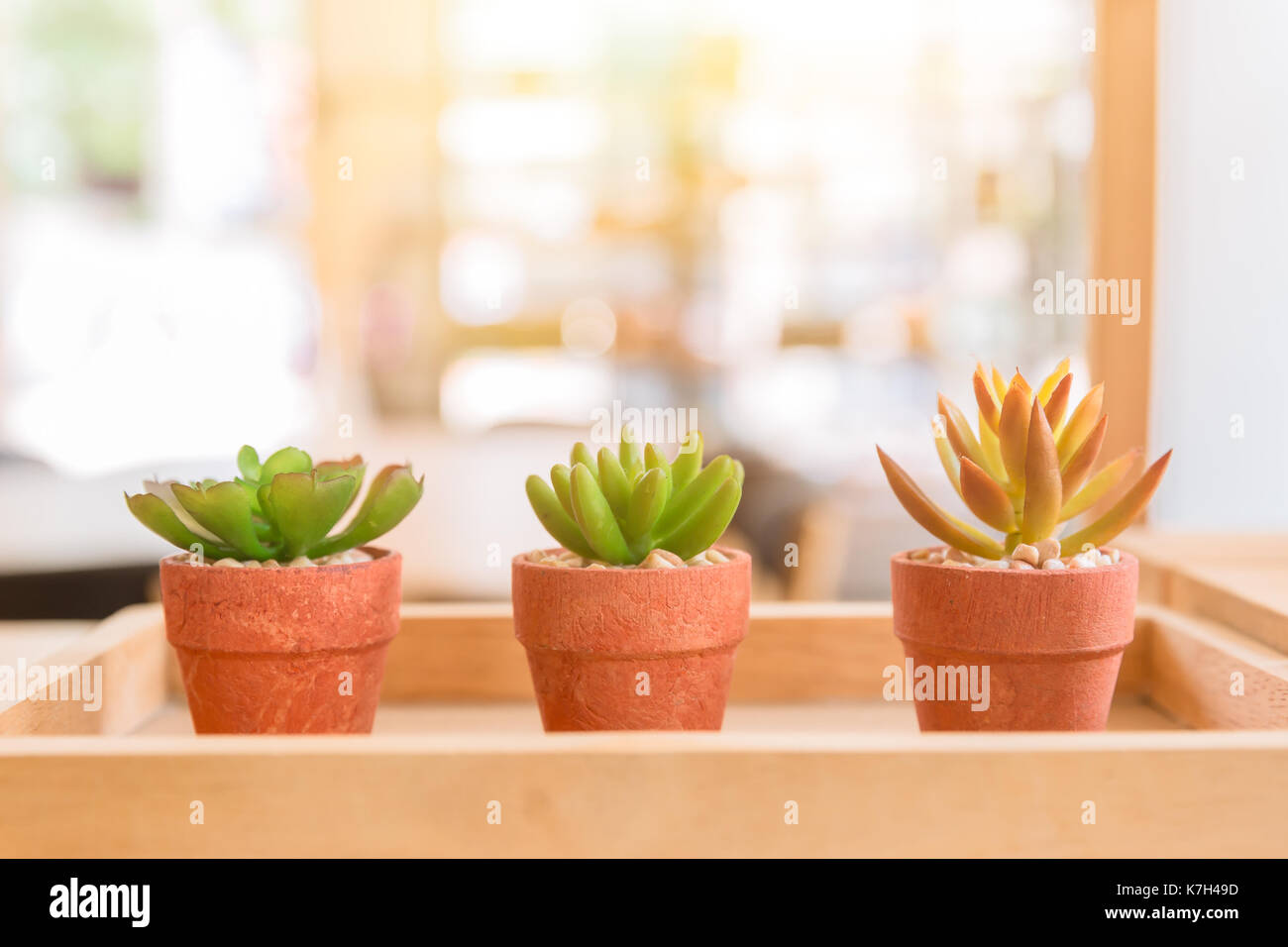 Modernes cafe Natur Kleine Pflanze im Topf oder Dekoration. Stockfoto