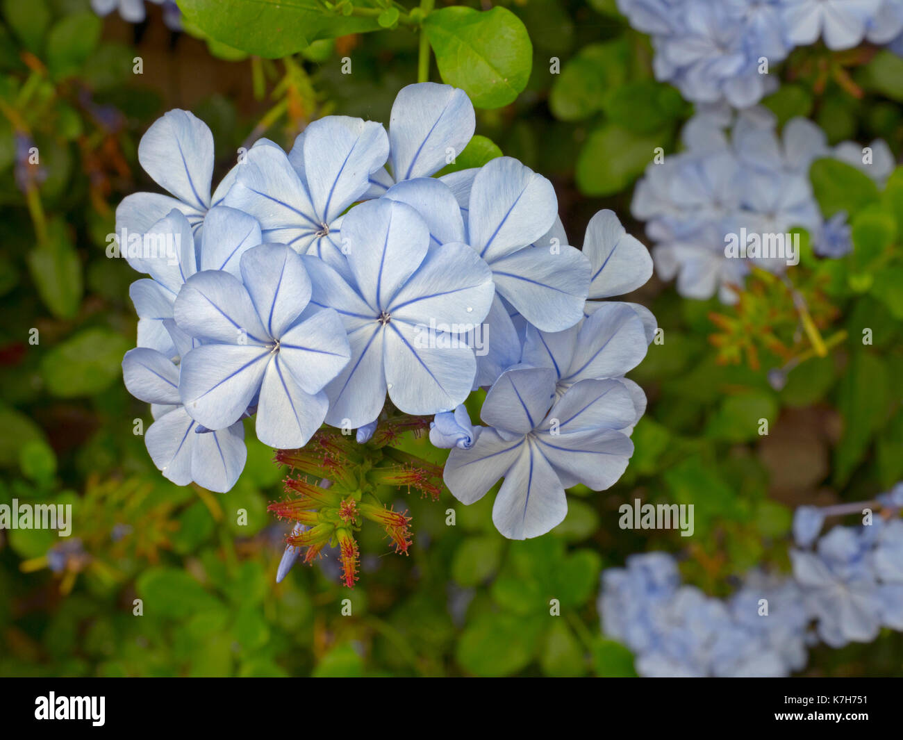 Plumbago capensis wachsen in großen grünen Haus Stockfoto