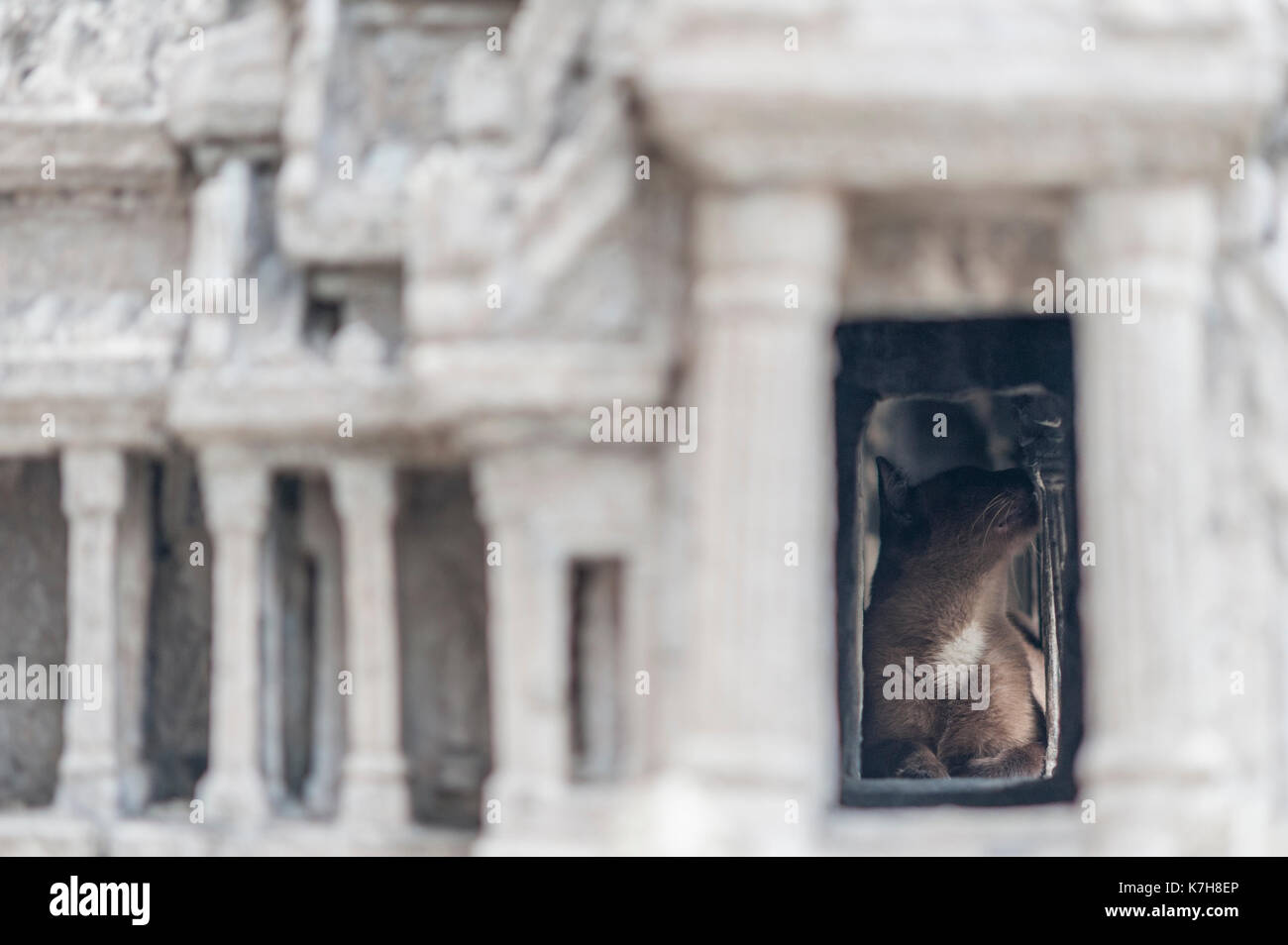 Siamkatze findet Zuflucht im Modell von Angor Wat im Wat Phra Kaew (Tempel des Smaragd-Buddha). Der Große Palast, Bangkok, Thailand Stockfoto