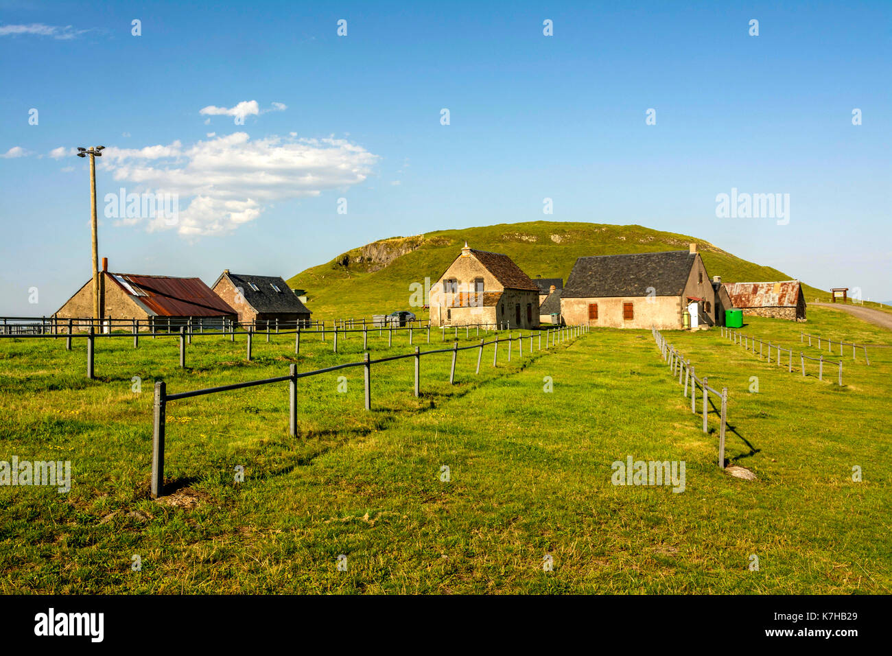 Kühe von Brion, Cezallier, Puy de Dome, Auvergne, Frankreich Stockfoto