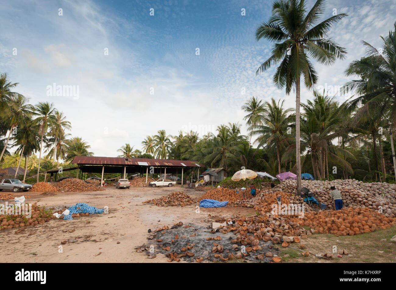 Kokosnüsse eine Kokosnuss Farm, Koh Samui, Thailand Stockfoto