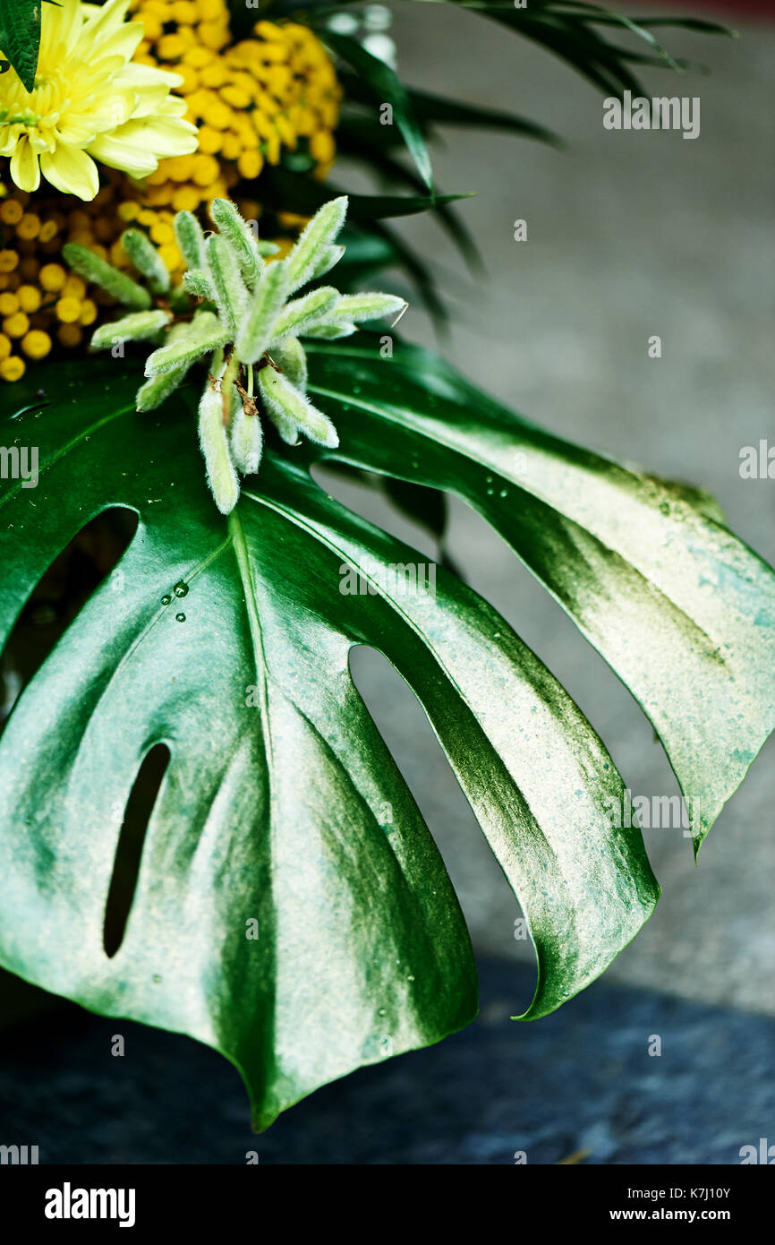 Blatt Monstera Mit Gold Lack Von Gelben Blumen Gemalt Exotische Pflanzen Stockfotografie Alamy