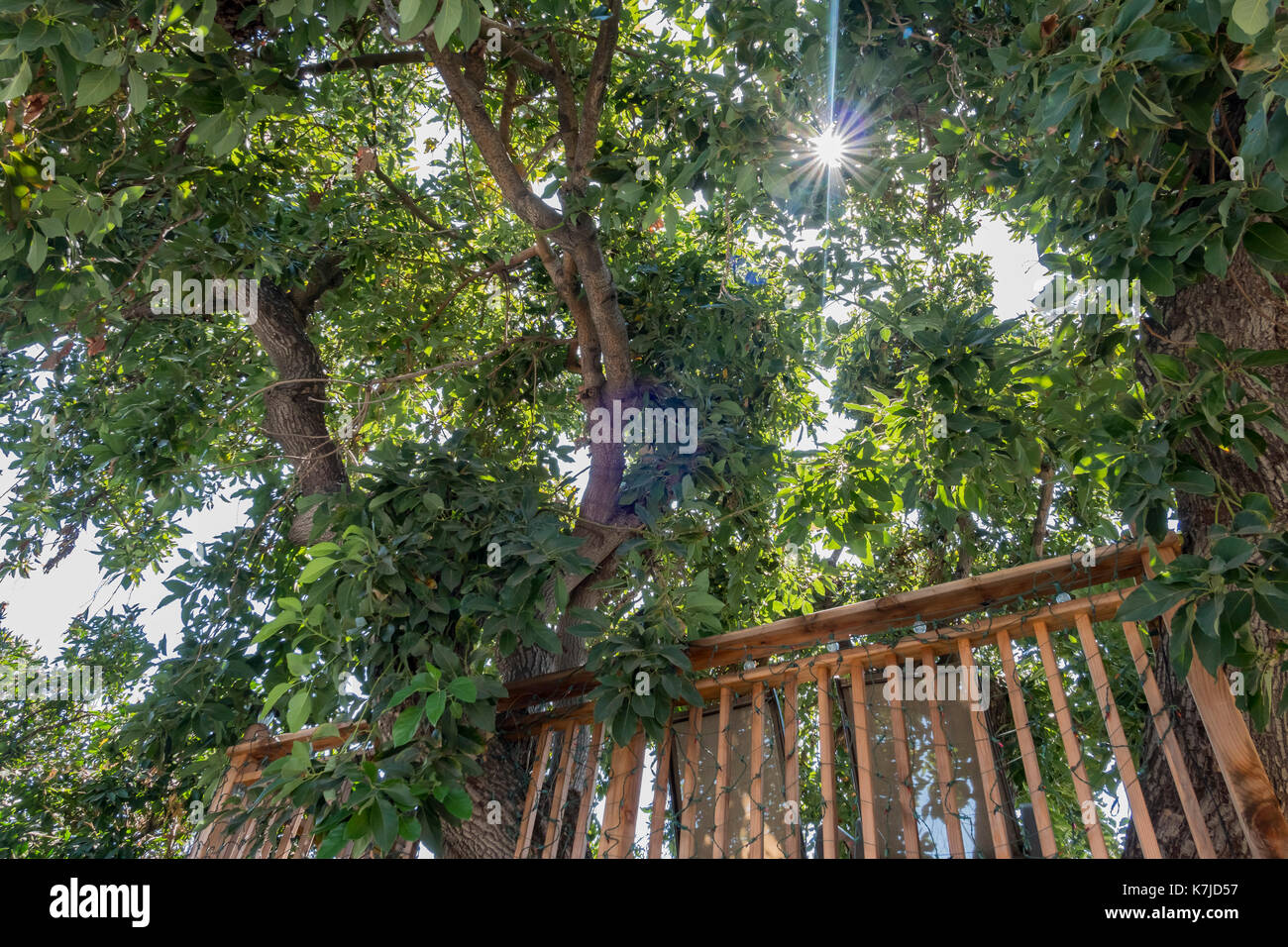 Bar aus Holz und großen Baum, sah im Temple City, Kalifornien, USA. Stockfoto